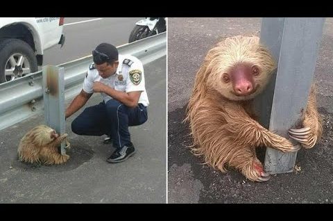 When a sloth says “Thank You”