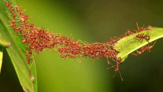 cooperation